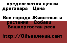 предлагаются щенки дратхаара › Цена ­ 20 000 - Все города Животные и растения » Собаки   . Башкортостан респ.